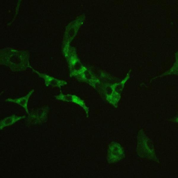 Anti-CD147/Emmprin/BSG Antibody
