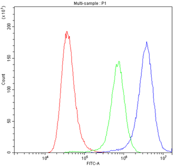 Nicotinic Acetylcholine Receptor alpha 5/CHRNA5 Antibody