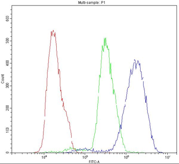 Anti-Nicotinic Acetylcholine Receptor alpha 5/CHRNA5 Antibody
