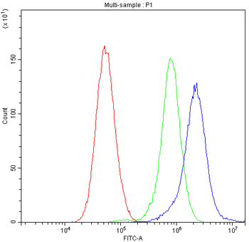 Anti-Nicotinic Acetylcholine Receptor alpha 5/CHRNA5 Antibody