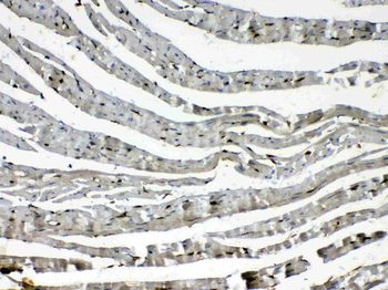 Anti-Cytoglobin/CYGB Antibody
