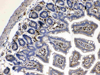 Anti-Cytoglobin/CYGB Antibody