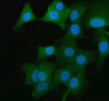 Anti-GAPDH Antibody
