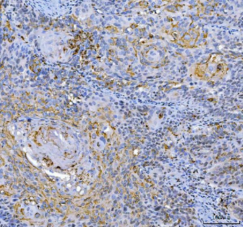 Anti-GAPDH Antibody