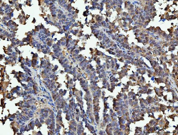 Anti-GAPDH Antibody