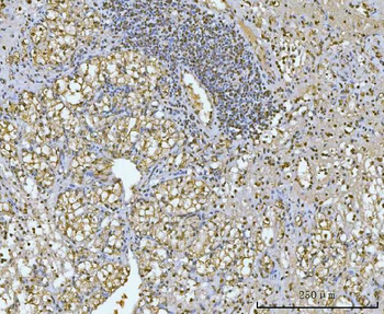 Anti-GAPDH Antibody