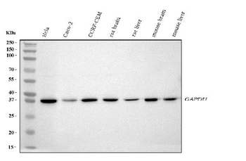 Anti-GAPDH Antibody