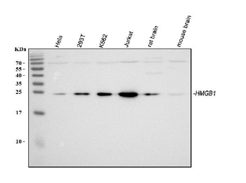 Anti-HMGB1 Antibody