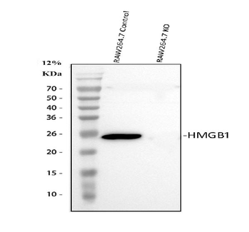 Anti-HMGB1 Antibody
