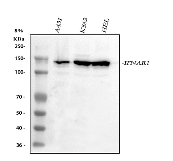 IFNAR1 Antibody