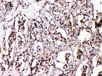 Islet 1/ISL1 Antibody