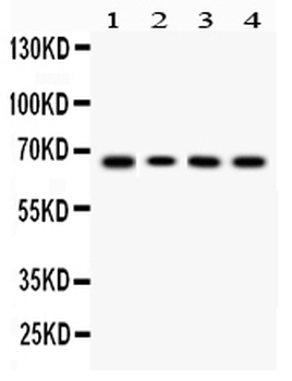 LBP Rabbit Polyclonal Antibody