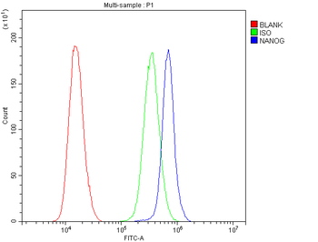 Anti-Nanog Antibody