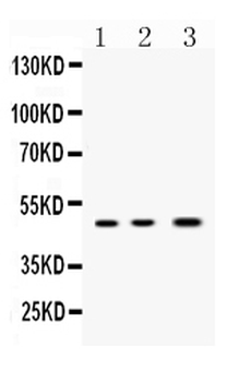 Anti-Nanog Antibody