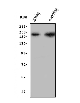 Anti-Nephrin/NPHS1 Antibody