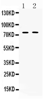 Anti-TRF2/TERF2 Antibody