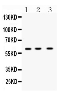 DR5/TNFRSF10B Antibody