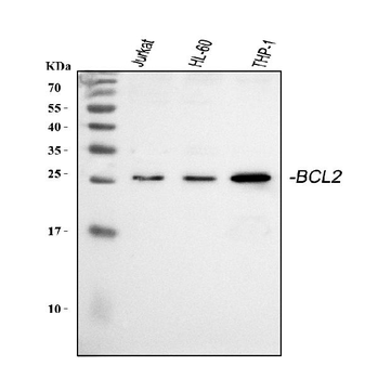 Anti-Bcl-2/BCL2 Antibody