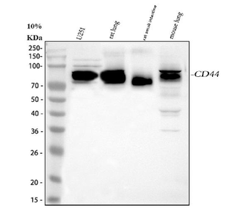 Anti-CD44 Antibody