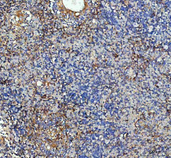 Anti-ICAM1 Antibody