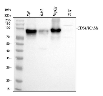 Anti-ICAM1 Antibody