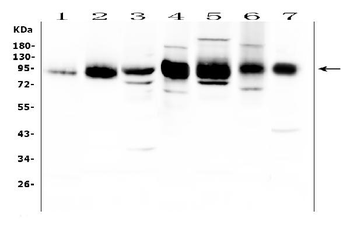 Anti-ICAM1 Antibody