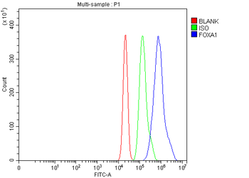 FOXA1 Antibody