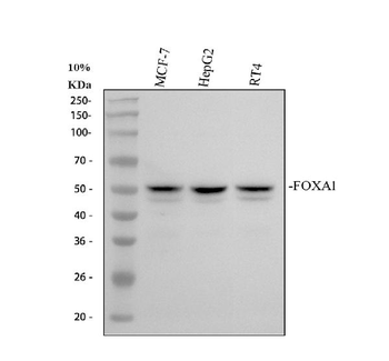 FOXA1 Antibody