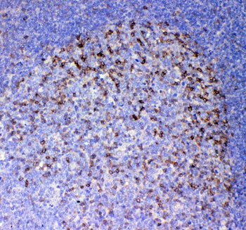 Anti-ICOS Antibody