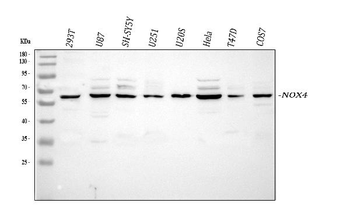 Anti-NADPH oxidase 4/NOX4 Antibody