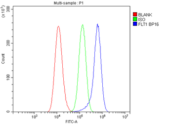 VEGF Receptor 1/FLT1 Antibody