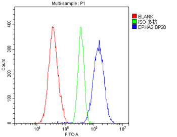 Anti-Eph receptor A2/EPHA2 Antibody