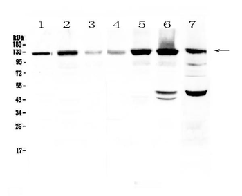 Anti-Eph receptor A2/EPHA2 Antibody