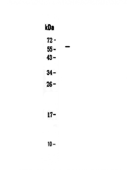 IL27 Rabbit Polyclonal Antibody