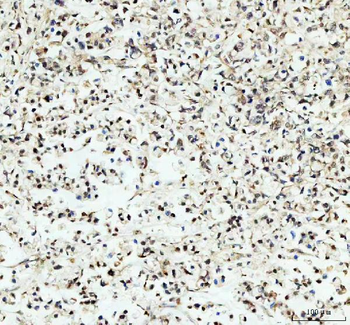 Anti-PER1 Antibody