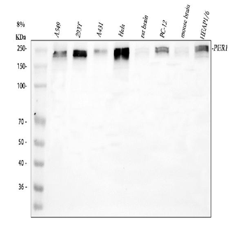 Anti-PER1 Antibody