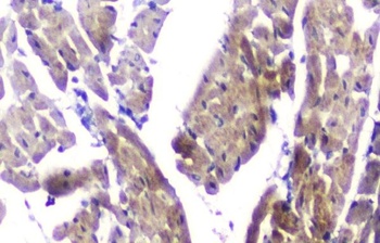 CLPX Antibody