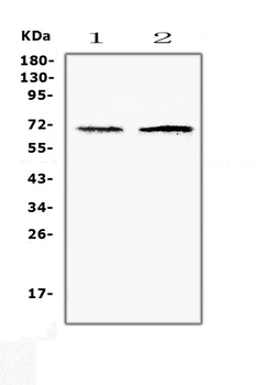 Anti-CLPX Antibody
