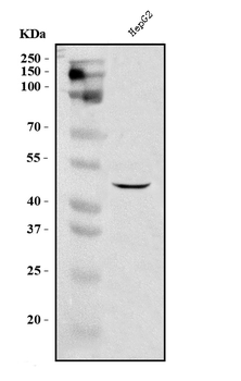 Anti-DC-SIGN/CD209 Antibody