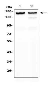 MYBPC3 Antibody