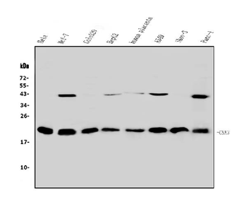 Anti-HP1 gamma/CBX3 Antibody