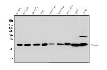 Anti-HP1 gamma/CBX3 Antibody