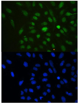 Anti-HP1 gamma/CBX3 Antibody