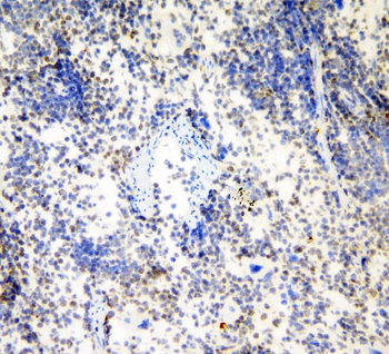 Anti-HP1 gamma/CBX3 Antibody