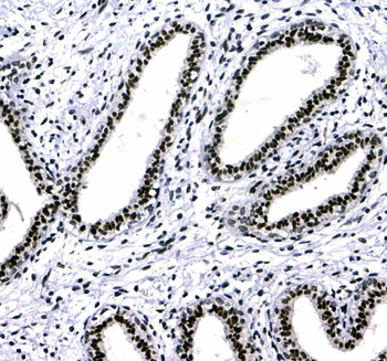 Anti-HP1 gamma/CBX3 Antibody