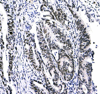 Anti-HP1 gamma/CBX3 Antibody