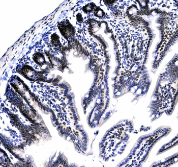 Anti-HP1 gamma/CBX3 Antibody
