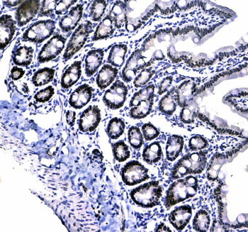 Anti-HP1 gamma/CBX3 Antibody