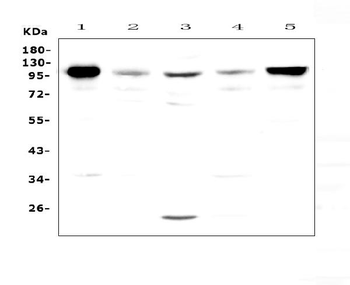Anti-VCAM1 Antibody
