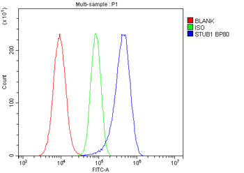 Anti-STUB1 Antibody